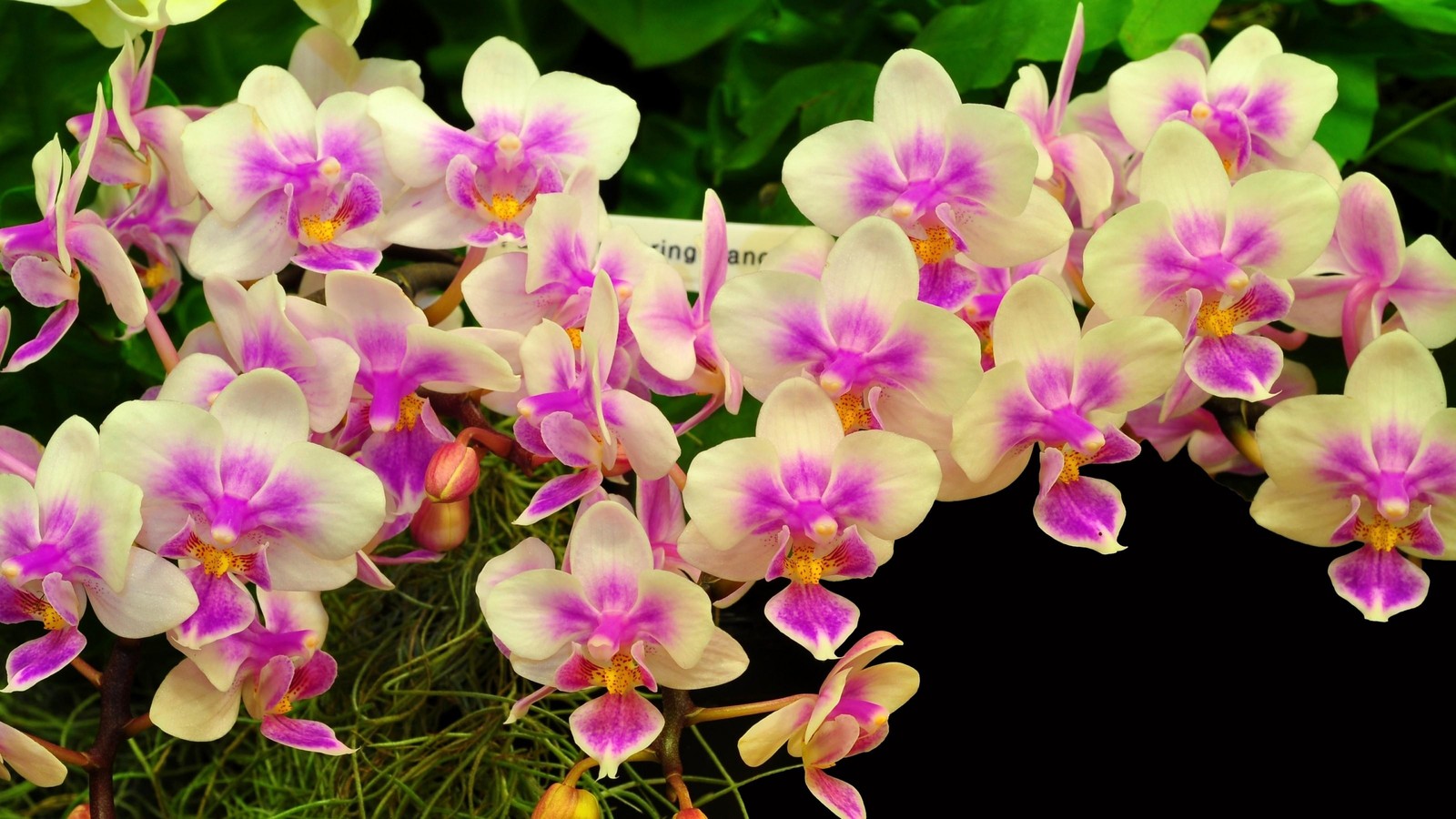 flowering plant, moth orchid, plant, petal, flora wallpaper