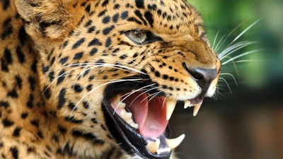 leopardo, animais