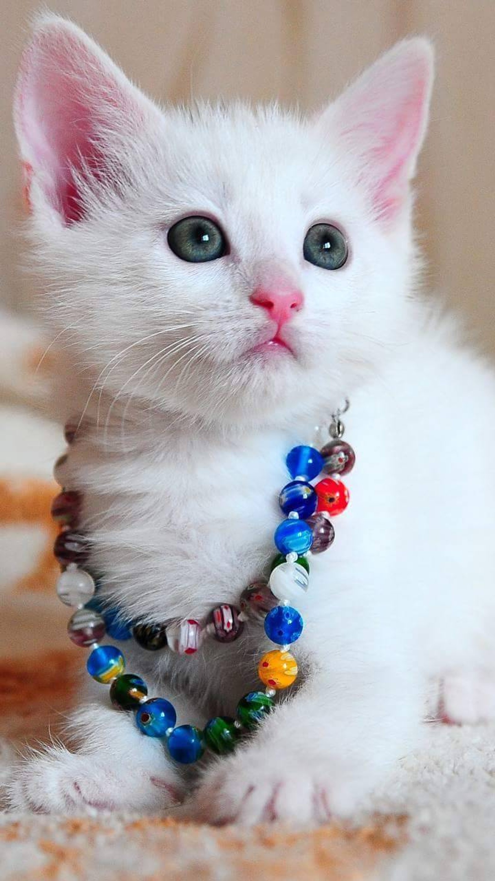 Hay un gatito blanco con un collar de cuentas colorido (are beautifull, gatos)