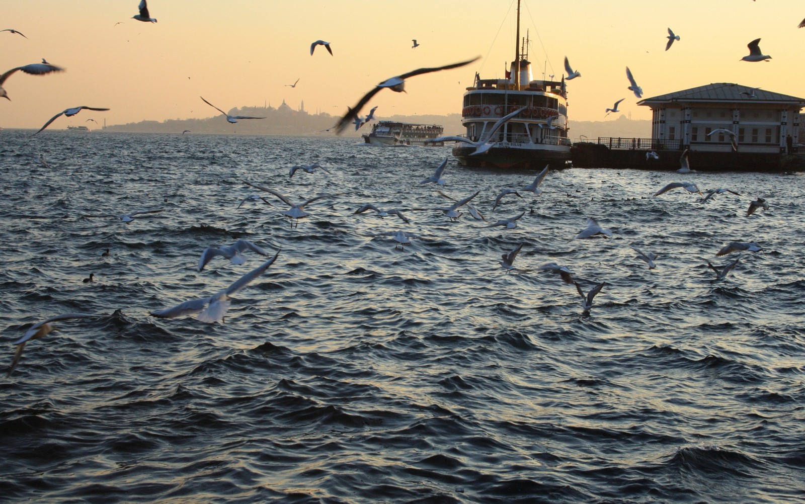 Descargar fondo de pantalla playa, aves, estambul, paisaje, sahil