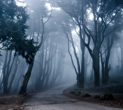 oscuro, niebla, bosque, sombrío, camino