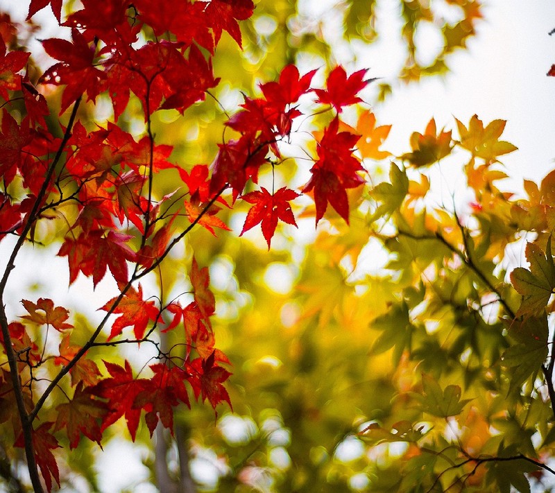 Gros plan d'un arbre avec des feuilles rouges et jaunes (nature)