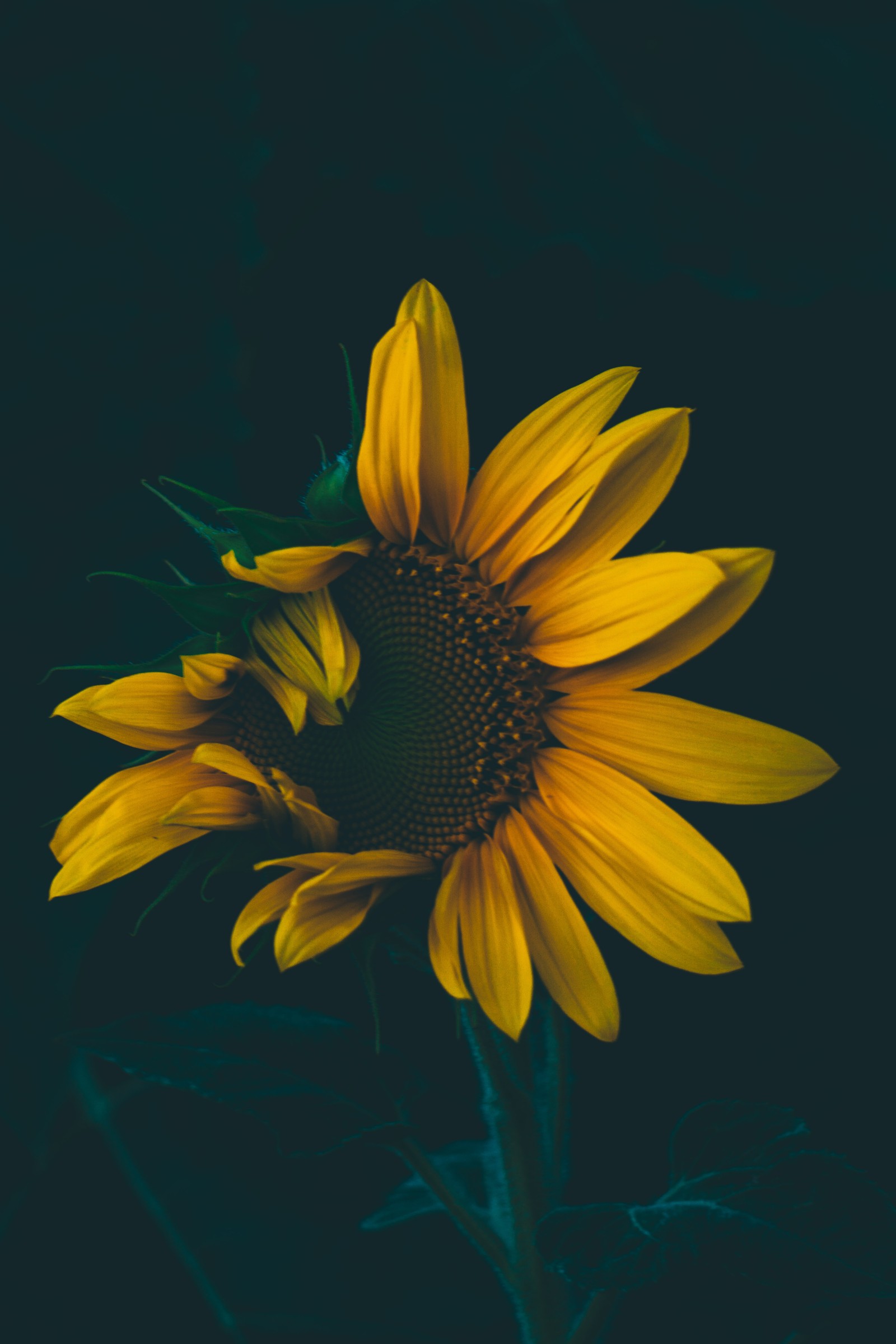 Un girasol amarillo en medio de un fondo oscuro (australia, relajarse, flores, melancólico, naturaleza)