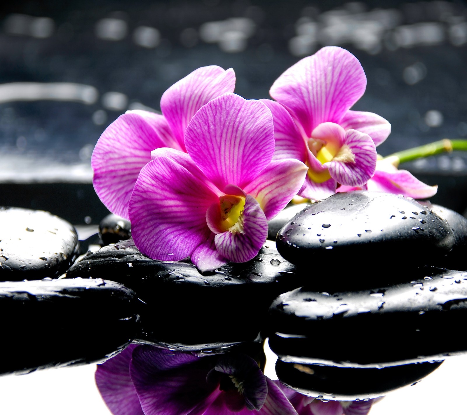 Una orquídea morada y piedras negras sobre una superficie reflectante (negro, gotas, orquídeas, rosa, spa)