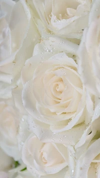 feelings, love, rose, roses, white wallpaper