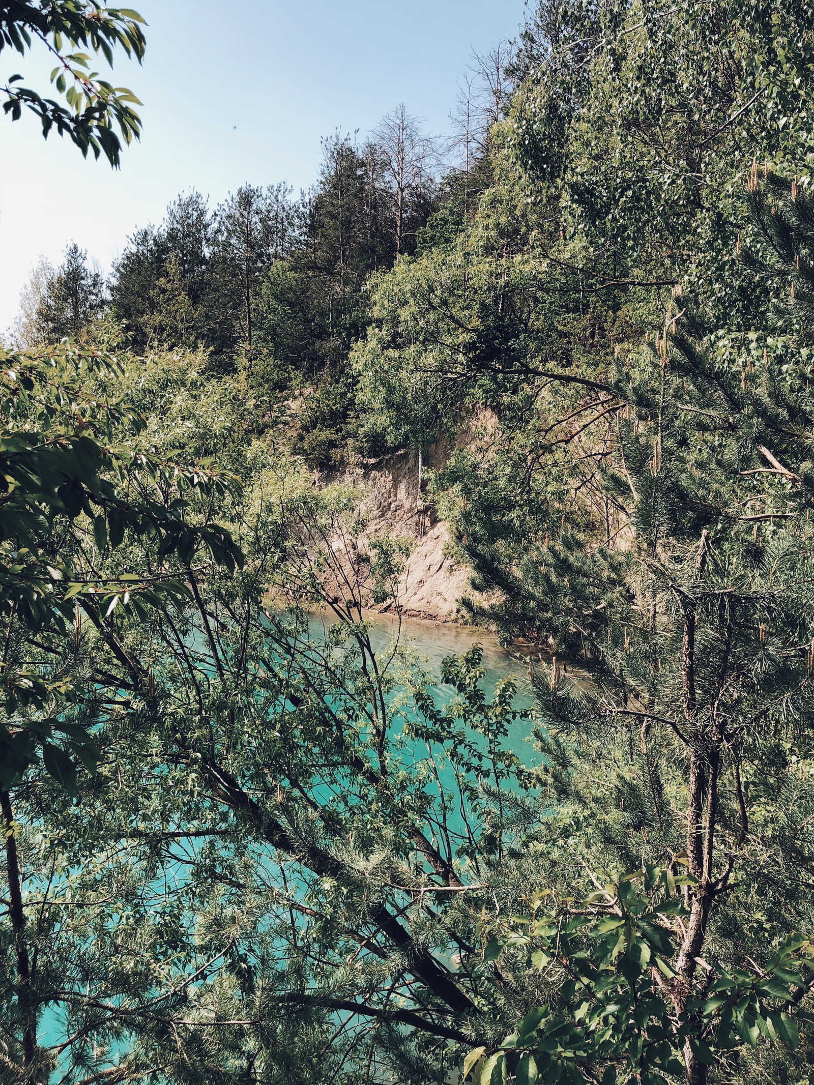 Bäume und sträucher um ein gewässer mit blauem himmel (vegetation, natur, zweig, pflanzengemeinschaft, baum)