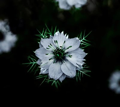 beauty, flower, green, life, white