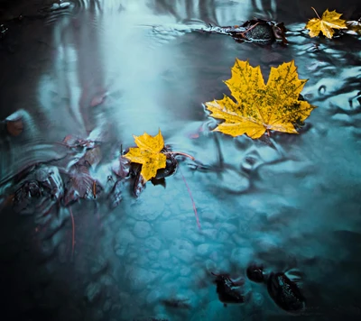 automne, bleu, flottant, feuilles, eau