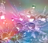 Colorful droplets of water cling to delicate strands, creating a mesmerizing, weeping-like effect against a soft, blurred background.