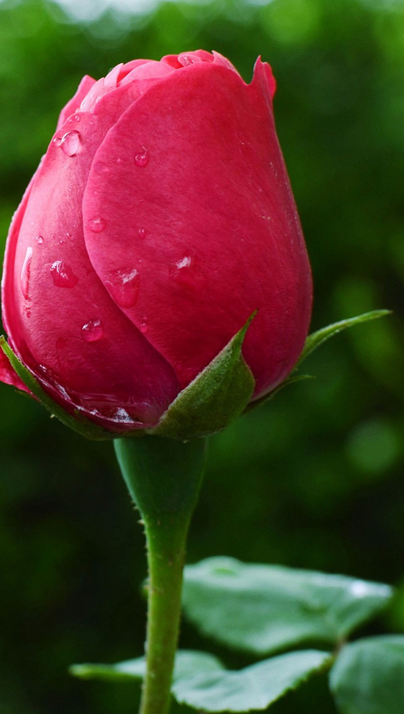 Um close de um botão de rosa vermelha com gotas de água sobre ele (closeed, flor, legal, vermelho, rosa)