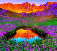 field, flowers, mountains, nature, purple