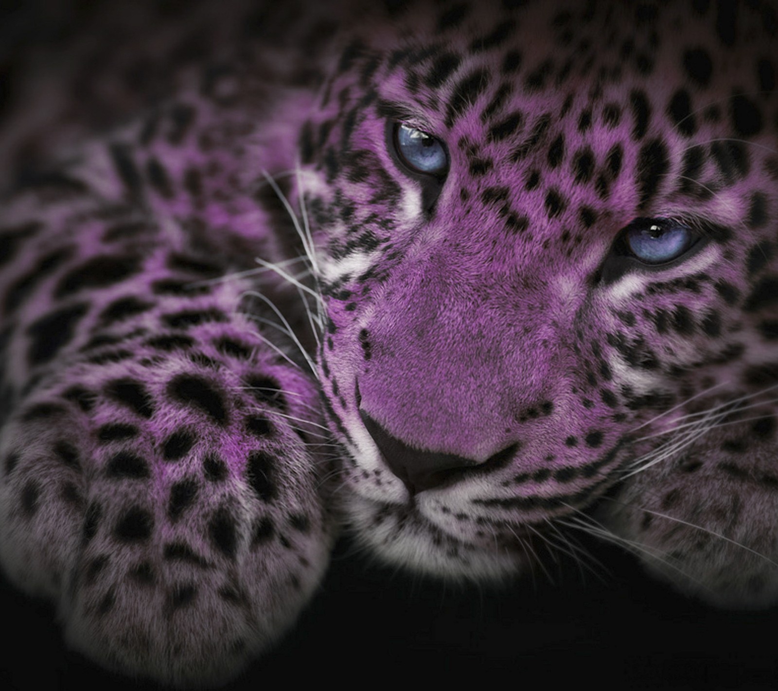 Un leopardo púrpura con ojos azules acostado sobre una superficie negra (animal, arte, hermoso, cat, color)