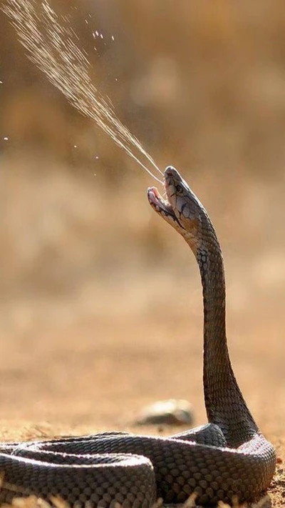 foto, serpiente