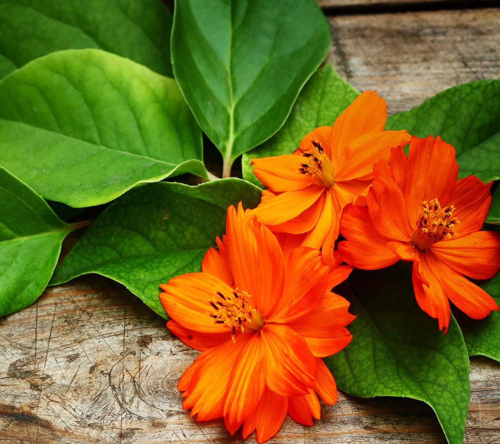 Orange blumen auf einem holztisch mit grünen blättern (schön, blumen)