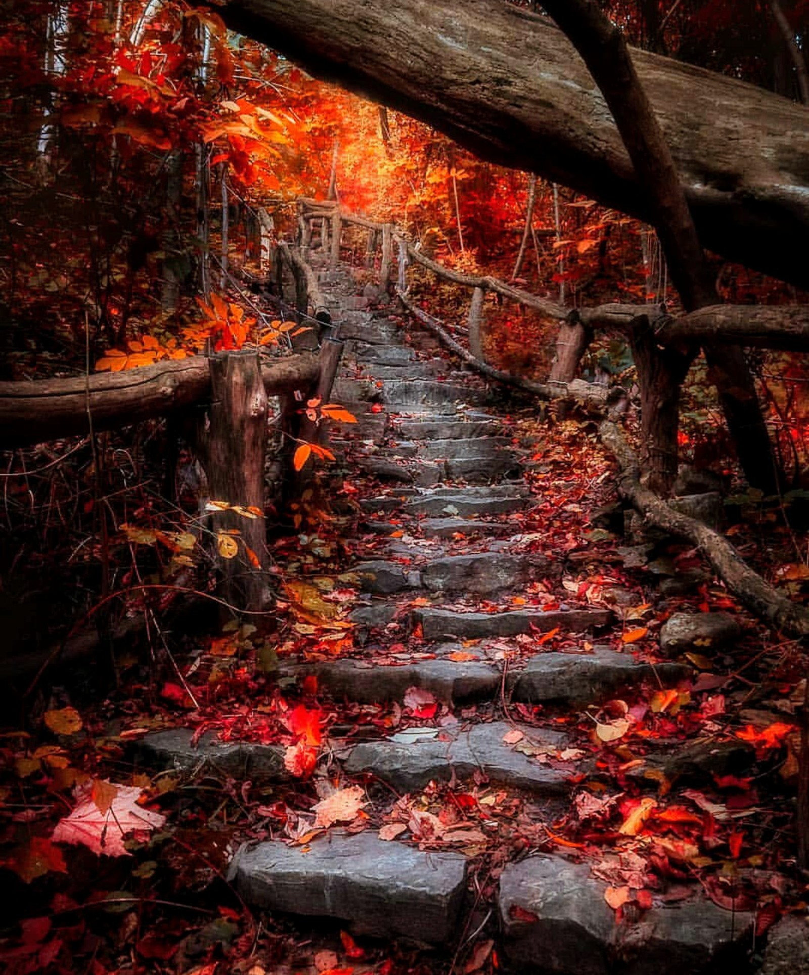 Un gros plan d'un chemin en pierre dans les bois avec des feuilles tombées (noël, saison de noël, automne, scènes dautomne, forêt)