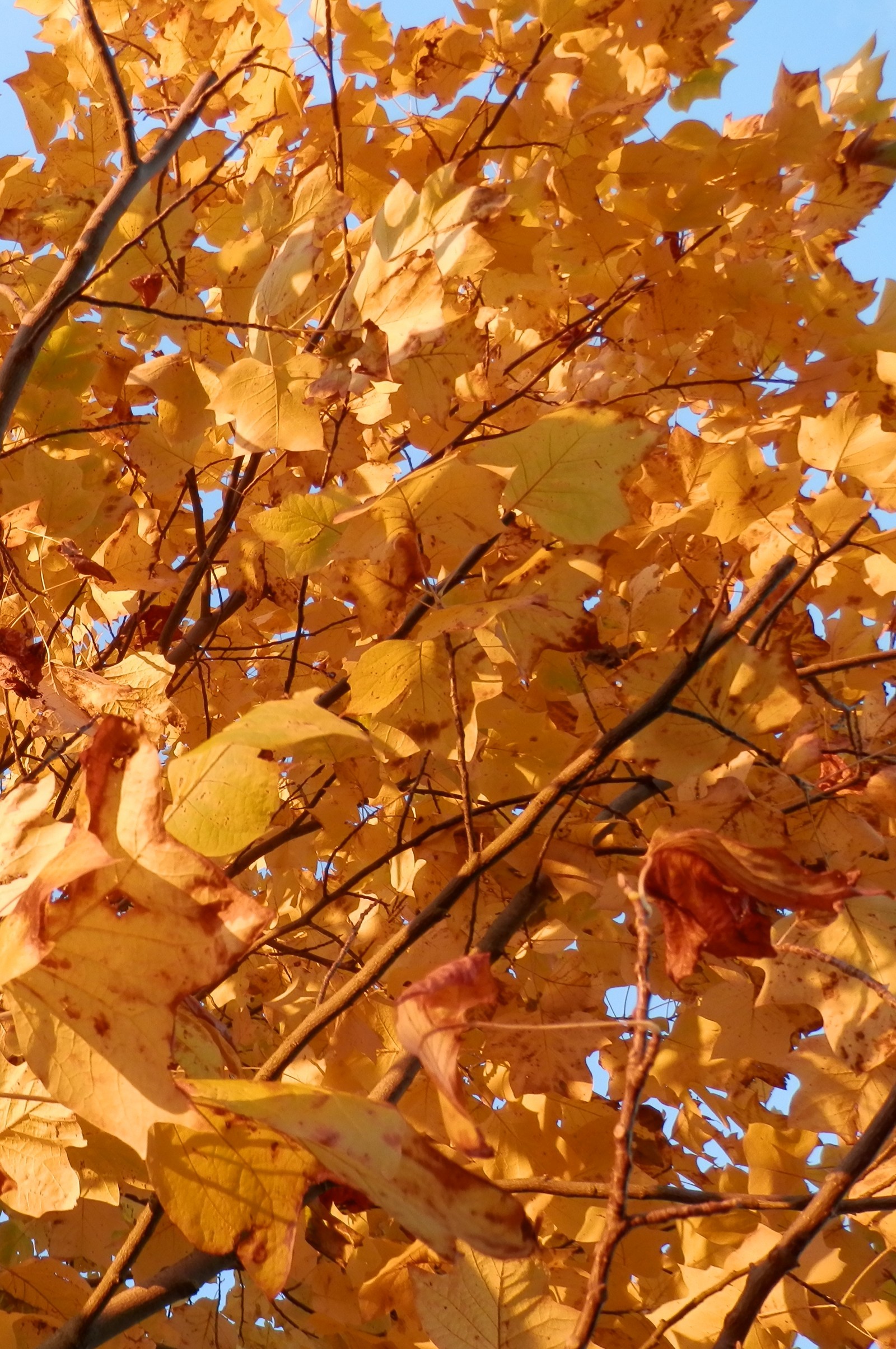 Скачать обои осень, осенние листья, листья, оранжевые листья, yellow leaves