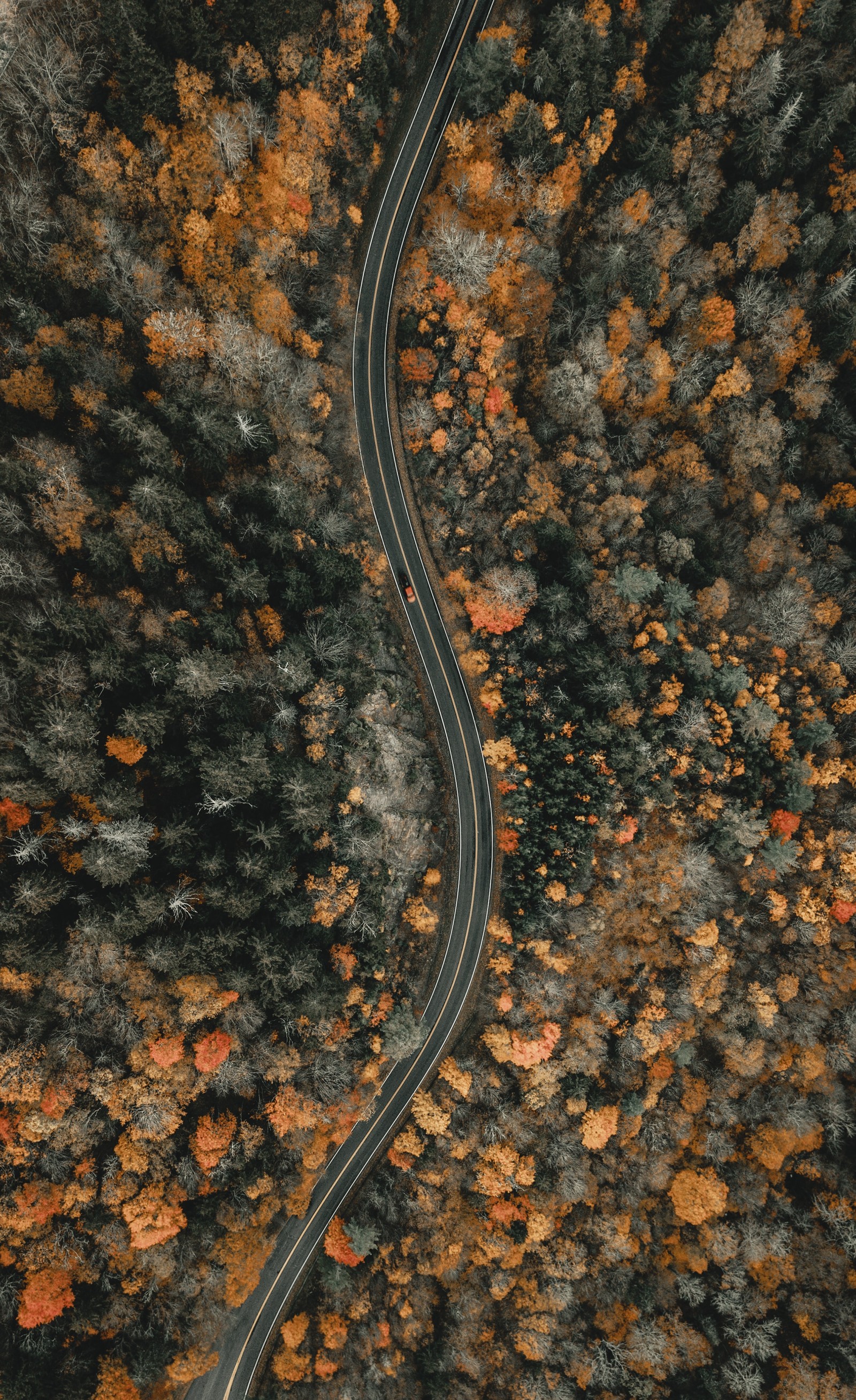 Aerial view of a winding road in the middle of a forest (soil, north carolina, scaled reptile, reptile, lizard)