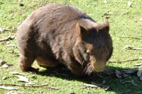 Wombat forrajeando en hábitat herbáceo