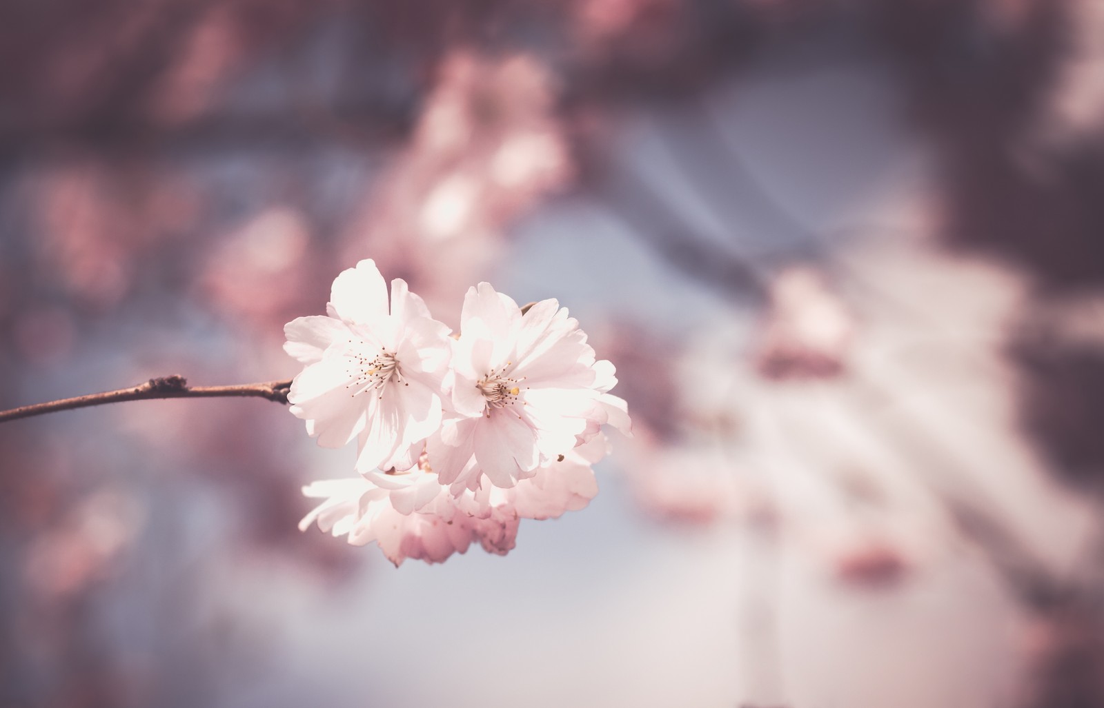 Il y a une fleur rose qui est sur une branche (fleur, printemps, floraison, rose, pétale)