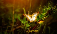 butterfly, insect, moths and butterflies, nature, invertebrate wallpaper