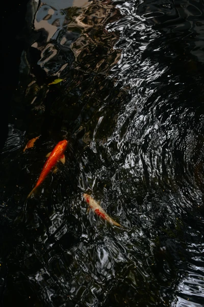 Koi et poissons rouges nageant dans un étang à poissons tranquille.