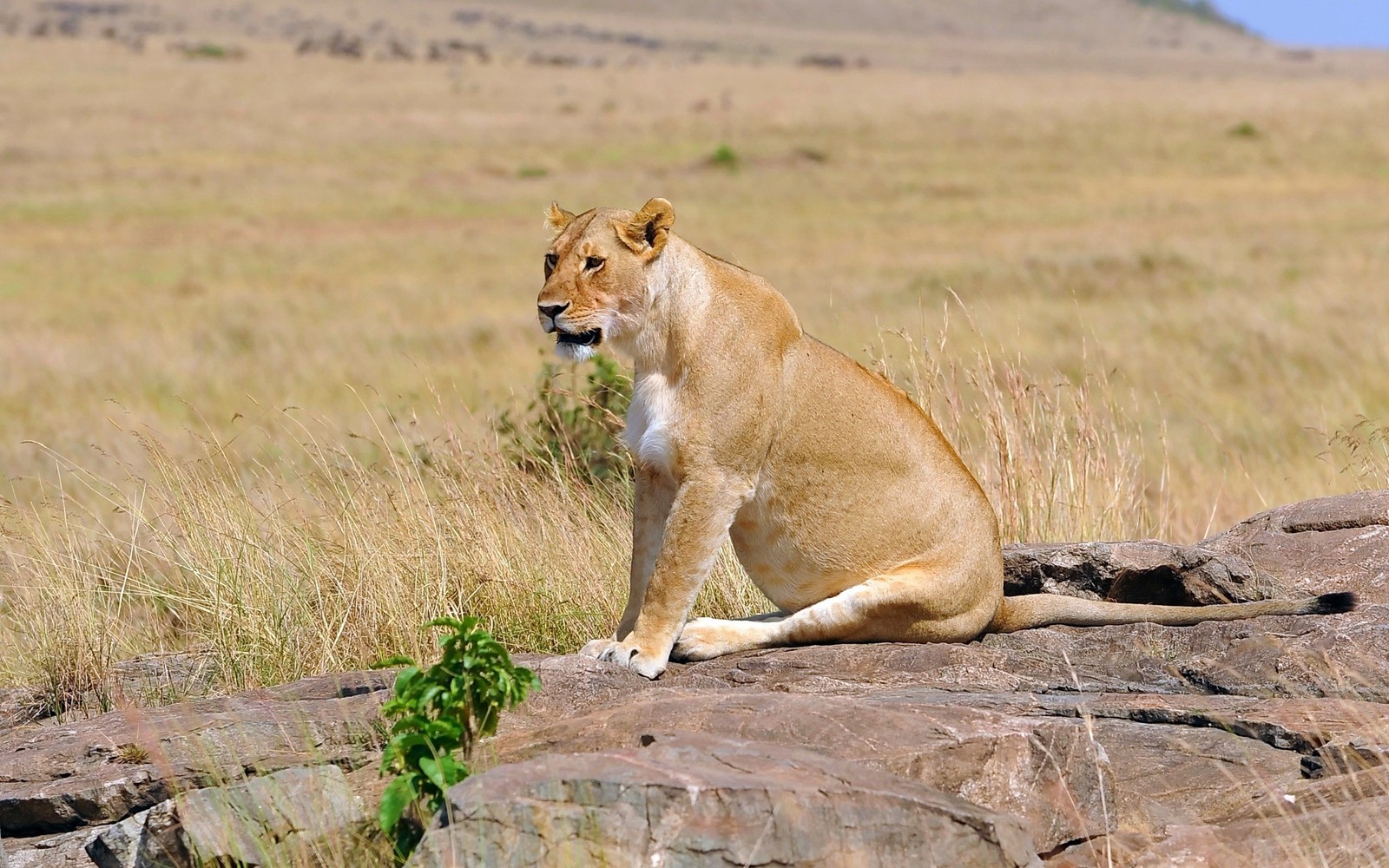 Há um leão sentado em uma rocha no meio de um campo (leão, fauna, animal terrestre, leão masai, ecossistema)