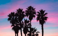 Silhouetted Palm Trees Against a Colorful Sunset Sky