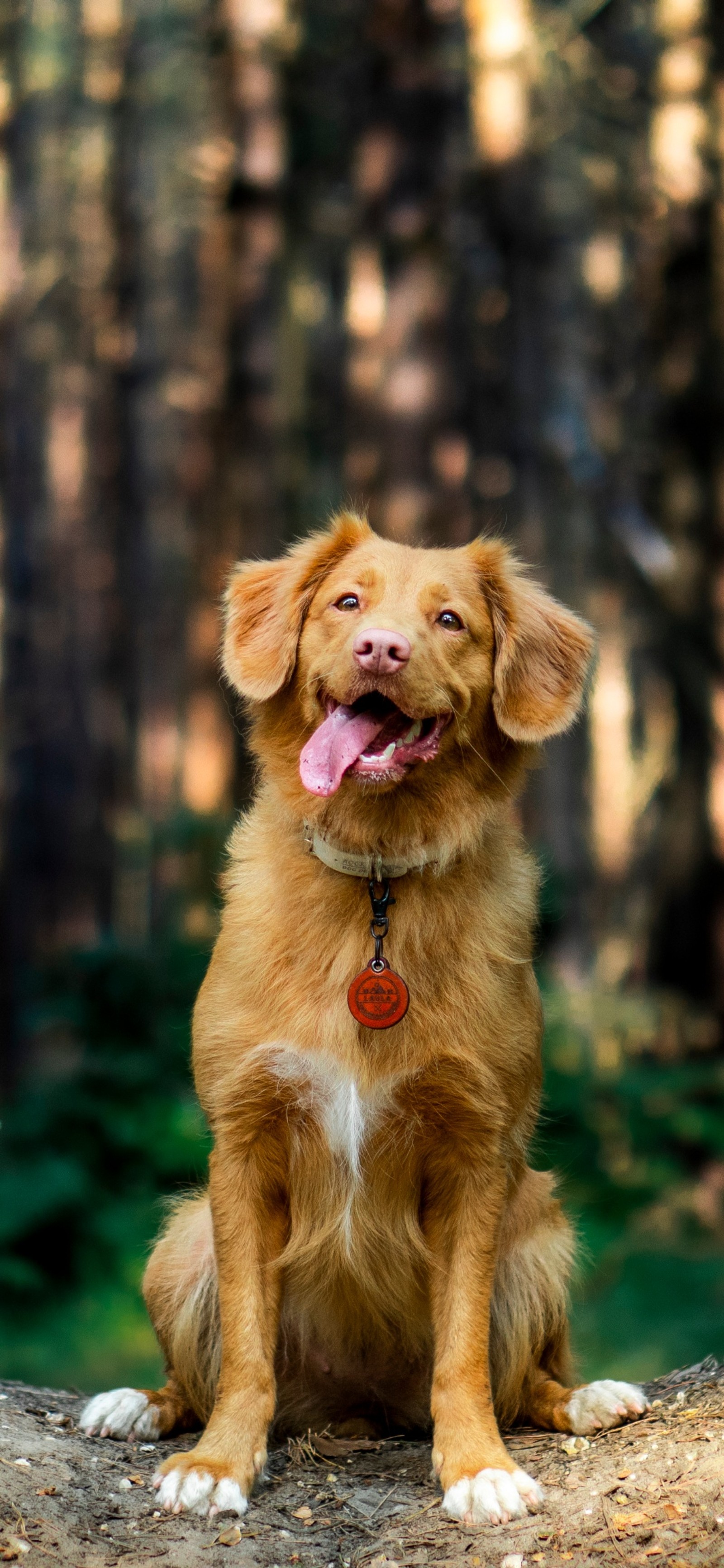 There is a dog sitting on a rock in the woods (dog, nova scotia duck tolling retriever, golden retriever, bulldog, puppy)