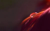 Red Petal with a Glimmering Drop: A Macro Still Life