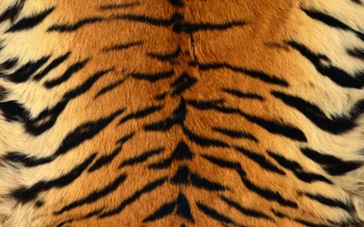 leopard, siberian tiger, fur, animal print, wildlife