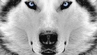 siberian husky, puppy, husky, dog, nose wallpaper