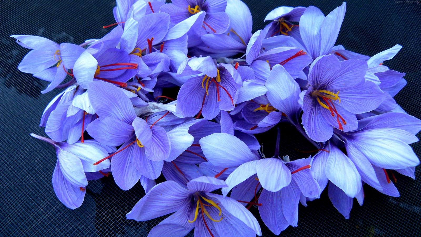 Un gros plan d'un bouquet de fleurs violettes sur une table (fleur, plante à fleurs, bleu, pétale, plante)