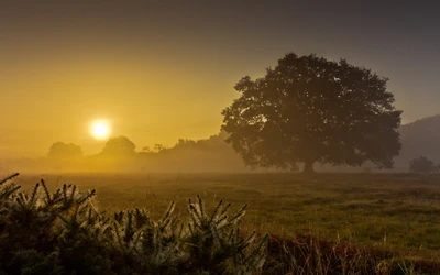 Nebliger Sonnenaufgang über einem ruhigen Feld