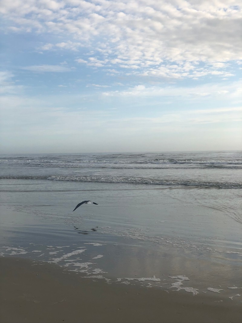 Птица летит над водой на пляже (вода, прилив, водоем, жидкость, атмосфера)