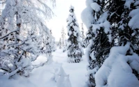 Des sapins couverts de neige dans un paysage hivernal serein, recouverts de givre sous un ciel lumineux.