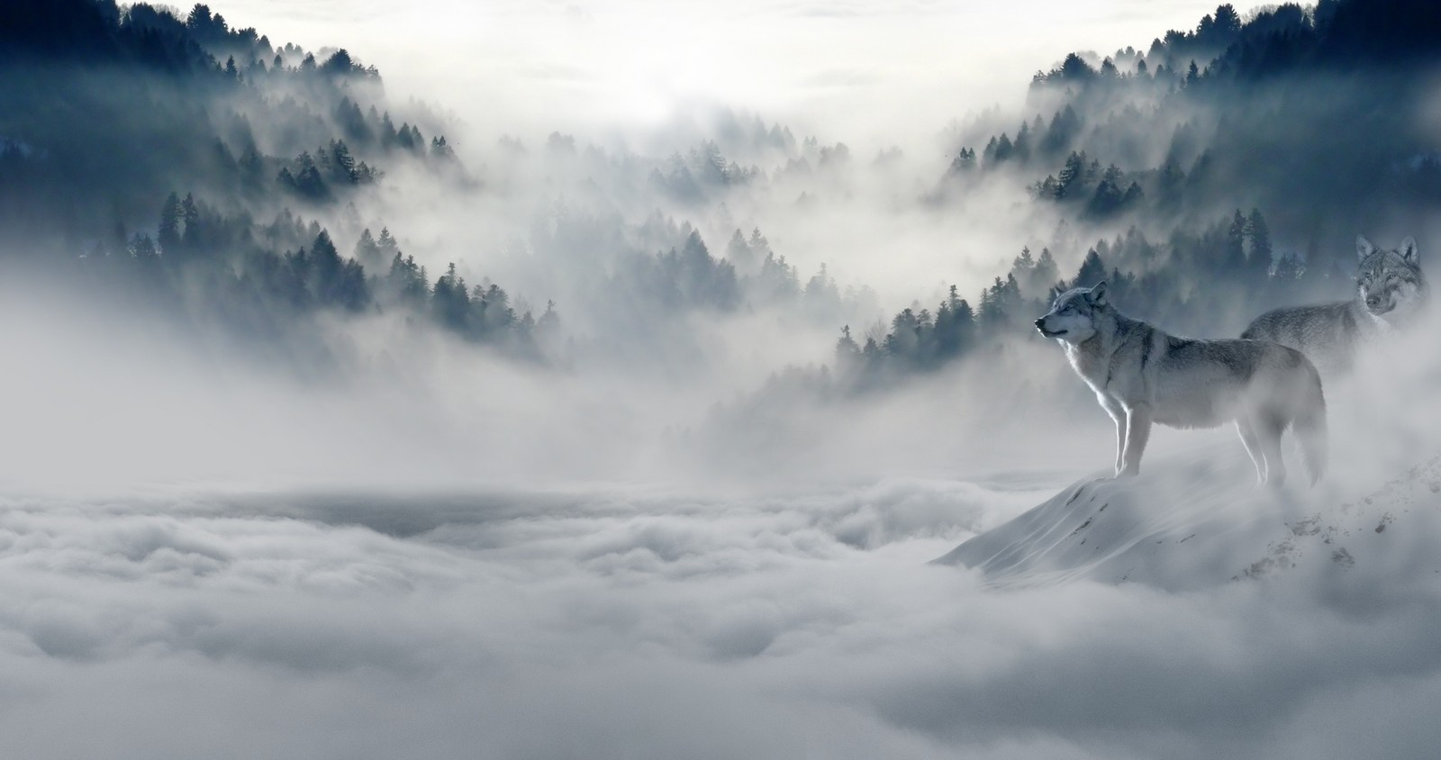 Hay un lobo de pie en una montaña con un bosque al fondo (lobo ártico, naturaleza, atmósfera, vida silvestre, nube)