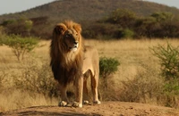 Leão maasai majestoso na paisagem da savana