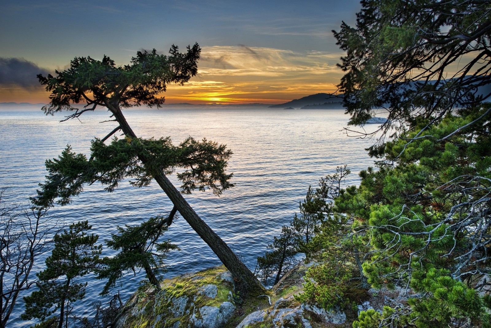 Uma vista de um pôr do sol sobre o oceano com uma árvore em primeiro plano (água, árvore, costa, mar, oceano)