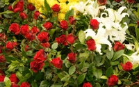 Rosas rojas vibrantes entre la exuberante vegetación y lirios blancos