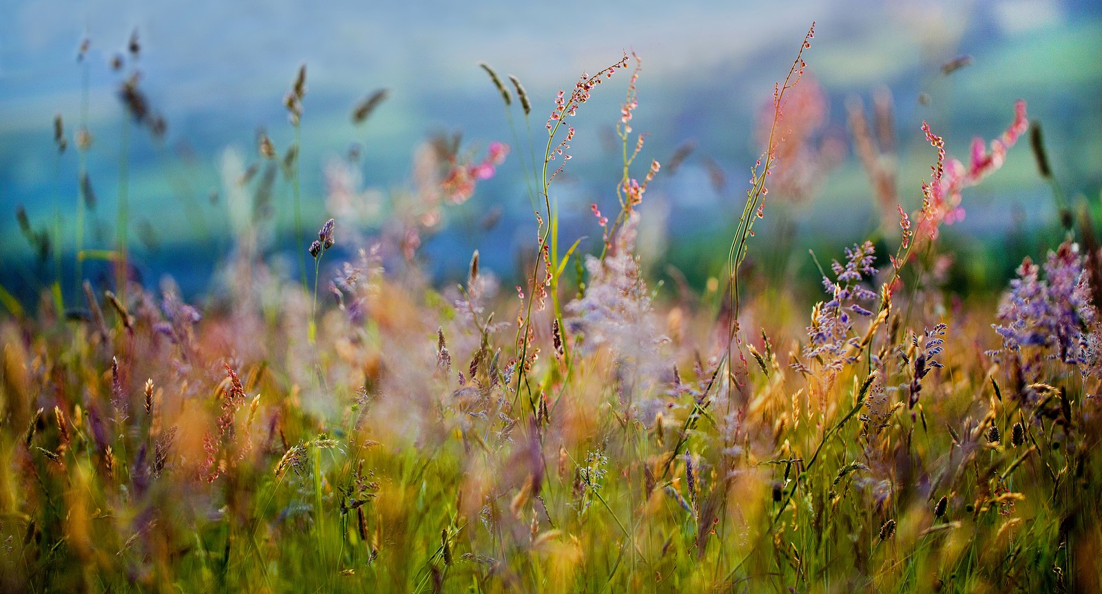 Gros plan sur un champ de gazon avec une montagne en arrière-plan (herbe, végétation, famille des graminées, prairie, fleur)