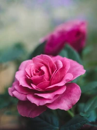 Rosas floribunda de un vibrante color rosa floreciendo con gracia, mostrando pétalos exuberantes y hojas verdes ricas.