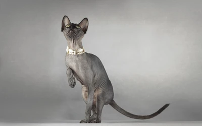 Gato Sphynx elegante com características distintas e colar de pérolas