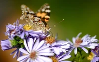 Borboleta polinizando asteres: Uma perspectiva macro