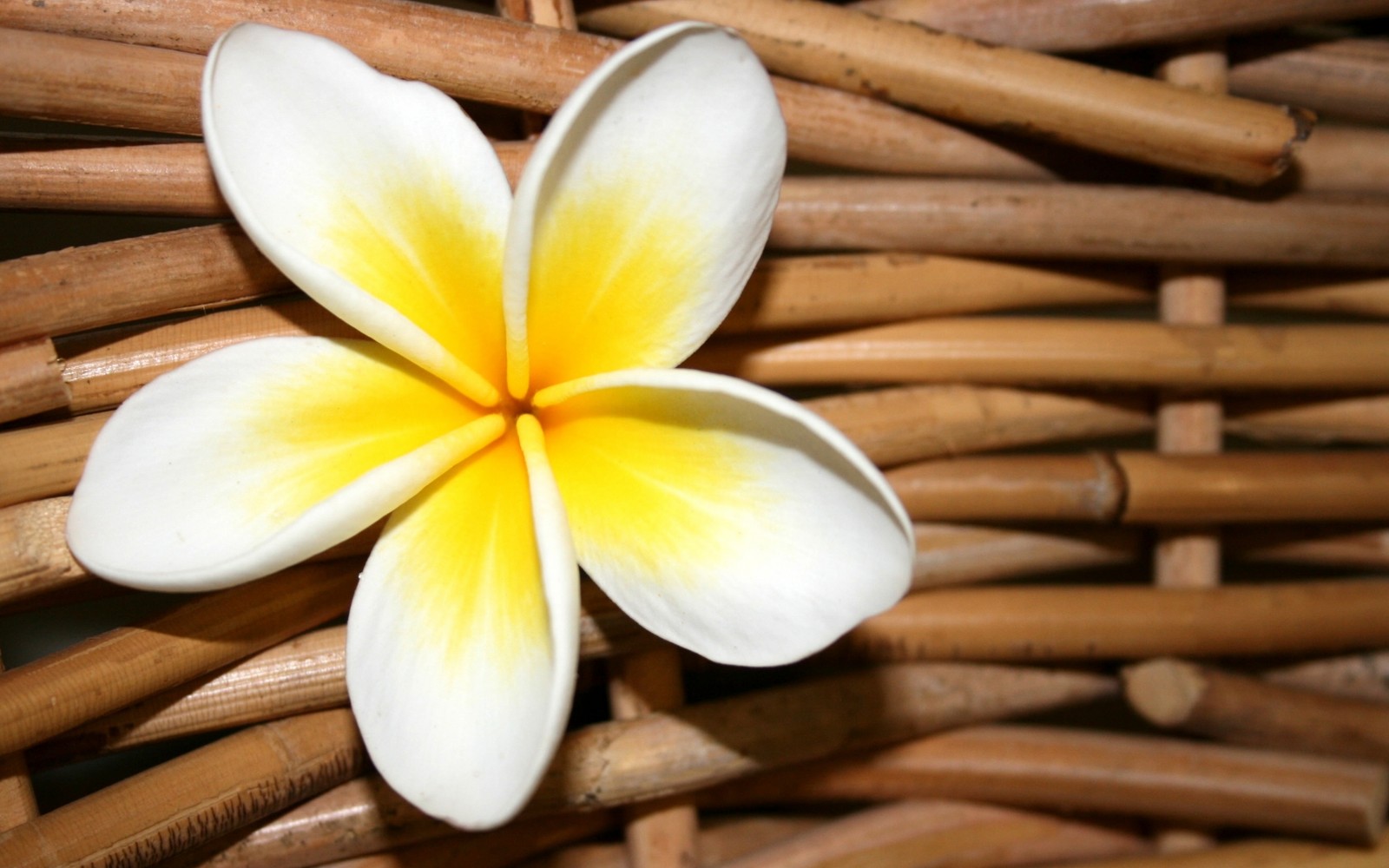 Há uma flor branca e amarela em uma cesta de vime (frangipani, pétala, flor silvestre, botão)