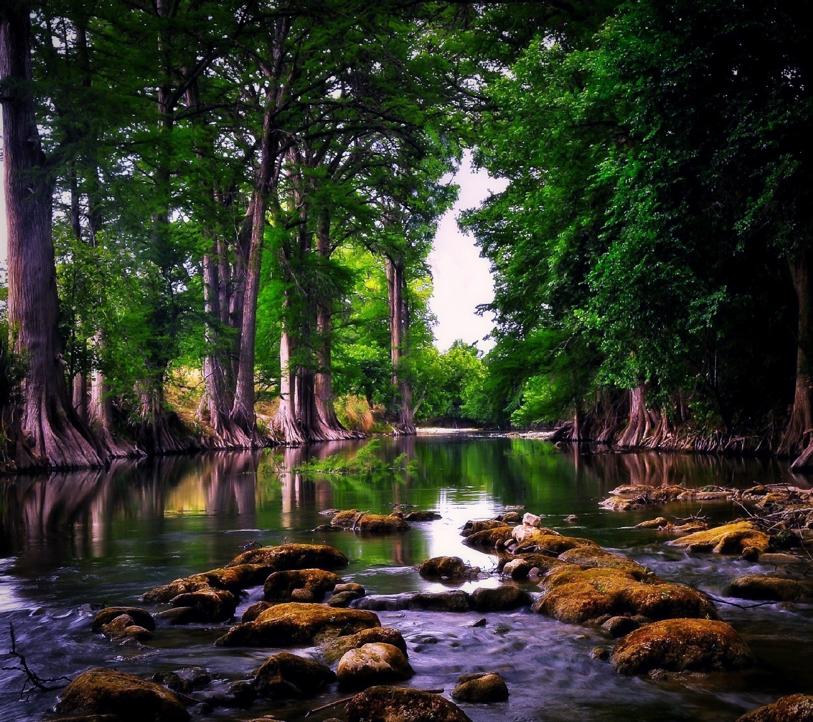 Trees and rocks in a river surrounded by green trees (forest, lake, nature, new, nice)