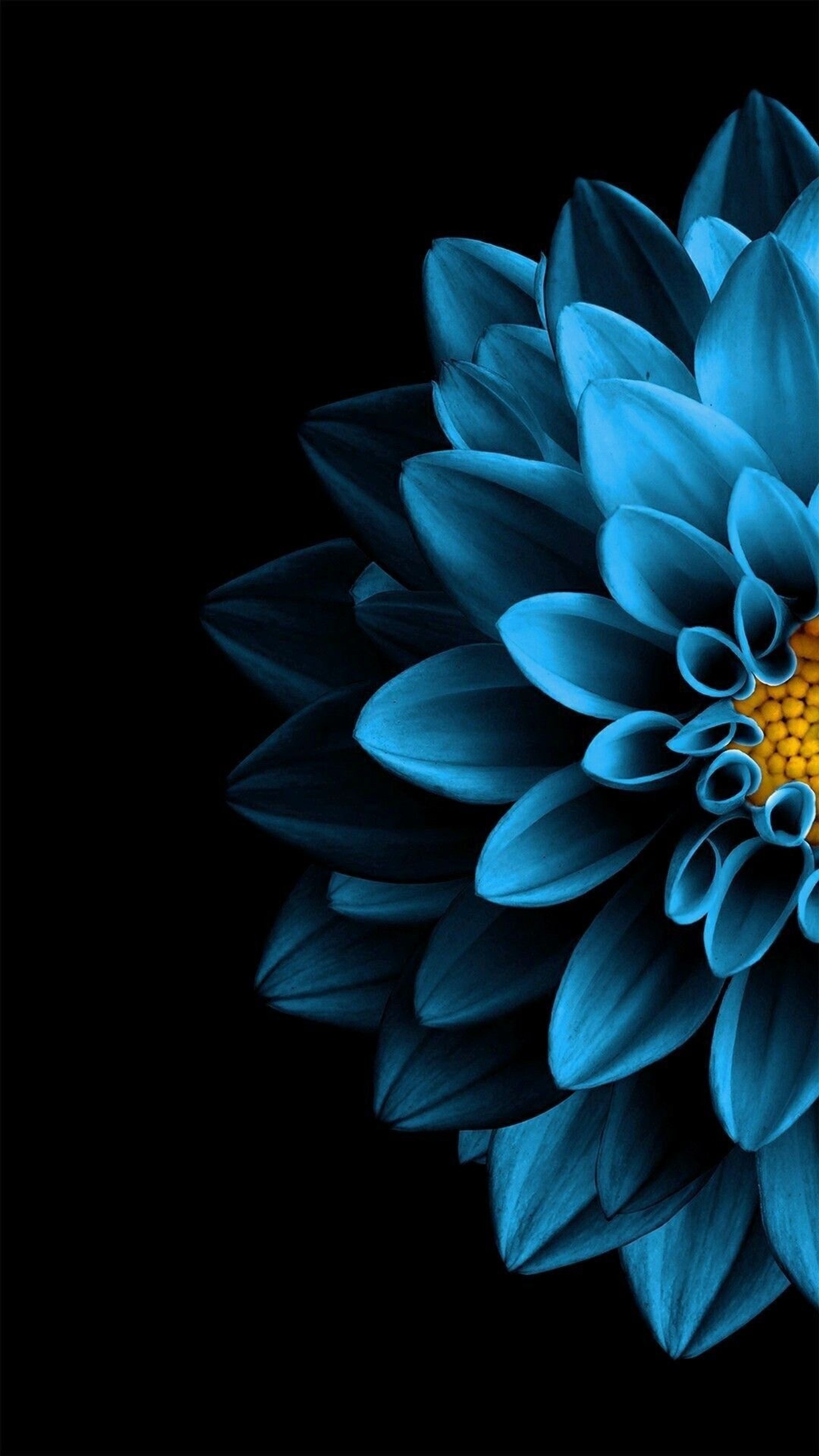 A close up of a blue flower with a black background (apple, blue, flower, lotus)