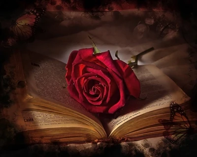 old book, rosa roja