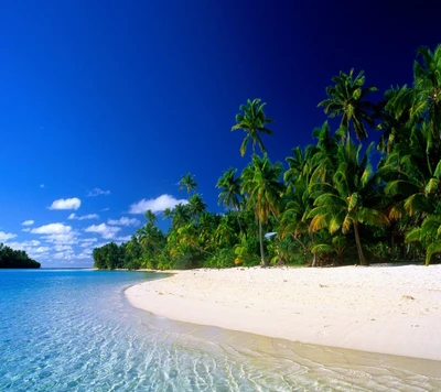 Oasis de playa tropical con exuberantes palmeras y cielo despejado