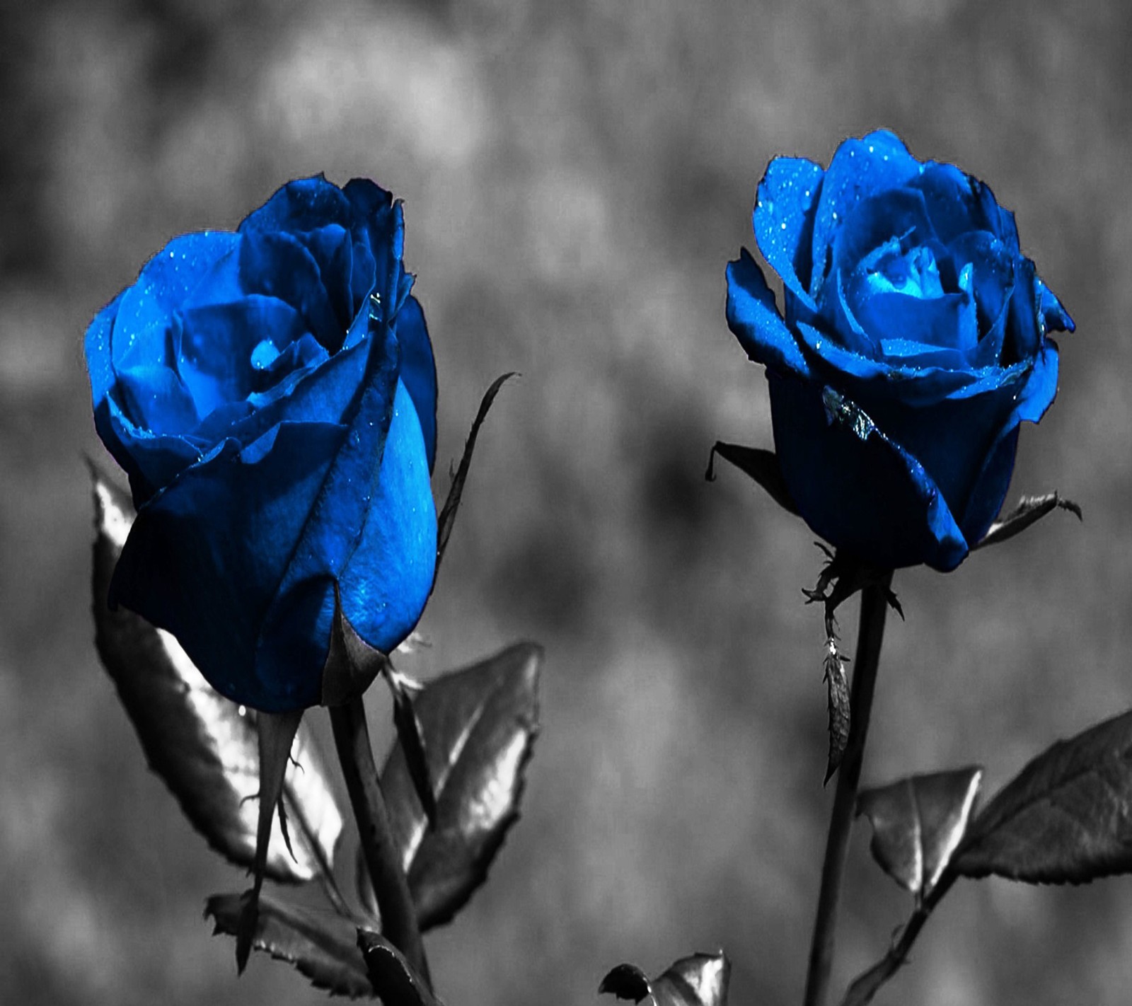 Hay dos rosas azules que están sobre un tallo (azul, rosas)