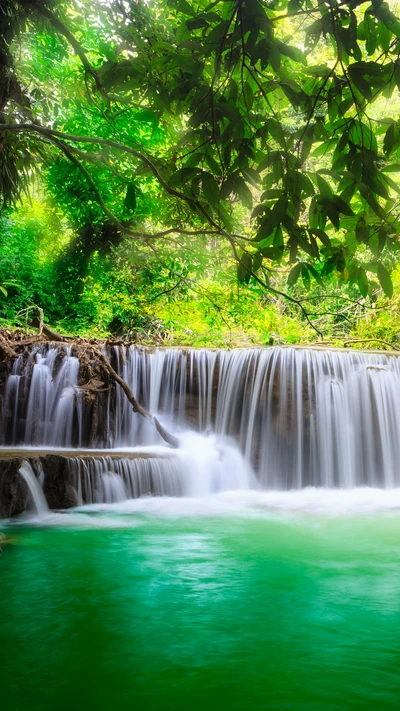 Chute d'eau tranquille dans la forêt entourée de verdure luxuriante